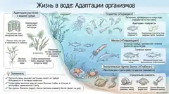 Пример материала: Инфографика: § 10. Адаптации организмов к жизни в воде - 2.png