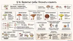 Пример материала: Инфографика