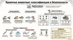 Пример материала: Инфографика