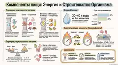 Пример материала: Инфографика