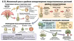 Пример материала: Инфографика