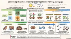 Пример материала: Инфографика